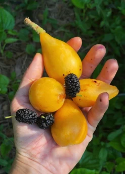 Loquat 'Christmas' (Eriobotrya Japonica) -Plant Care Shop Loquat Fruit Live Plant for sale Sow Exotic acc60edf 21fa 4c9e b3bb 189c46214105