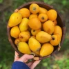 Loquat 'Christmas' (Eriobotrya Japonica) -Plant Care Shop Loquat Fruit Tree Live plant Sow Exotic d75d2472 9ea2 4377 8986 7bc4ca06e557