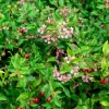 Dwarf Barbados Cherry (Malpighia Glabra ‘Nana’) -Plant Care Shop MalpighiaglabraNanaDwarfBarbadosCherryFruitTreesforSale SowExotic.com