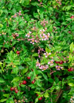 Dwarf Barbados Cherry (Malpighia Glabra ‘Nana’)