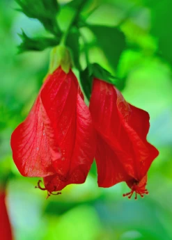 Turk's Cap (Malvaviscus Arboreus) -Plant Care Shop Malvaviscusarboreus turkscapedibleflowersowexotic