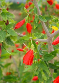 Turk's Cap (Malvaviscus Arboreus) -Plant Care Shop Malvaviscusarboreus turkscapedibleflowersowexotic 1