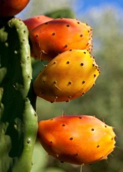 Prickly Pear (Opuntia Ficus-indica) -Plant Care Shop Mexican Tuna Prickly Pear Sale Sow Exotic Nursery