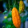 Bitter Melon, Chinese (Momordica Charantia) -Plant Care Shop Momordica charantia in garden