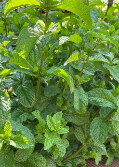 Moroccan Mint (Mentha Spicata) -Plant Care Shop MoraccanMintPlantsforSale SowExotic.com