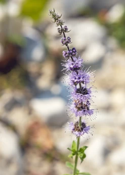 Moroccan Mint (Mentha Spicata) -Plant Care Shop MoraccanMintPlantsforSale SowExotic.com 1