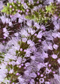 Moroccan Mint (Mentha Spicata) -Plant Care Shop MoraccanMintPlantsforSale SowExotic.com 2