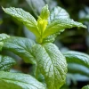 Moroccan Mint (Mentha Spicata) 1 Moroccan Mint (Mentha Spicata) -Plant Care Shop MoraccanMintPlantsforSale SowExotic.com 4