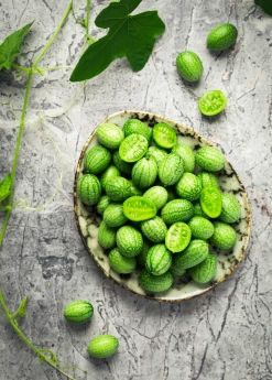 Mouse Melon (Melothria Scabra) -Plant Care Shop MouseMelonplantforsale Melothriascabra SowExotic.com 4