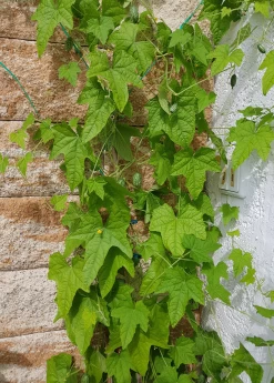 Mouse Melon (Melothria Scabra) -Plant Care Shop MouseMelonplantforsale Melothriascabra SowExotic.com 6
