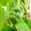 Banana 'Dwarf Nam Wah' (Musa Acuminata) -Plant Care Shop Namwa Banana fruit tree