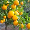 OLL-4 Sweet Orange (Citrus Sinensis ‘OLL-4’) -Plant Care Shop OLL 4CitrusTreesforSale SowExotic.com 1