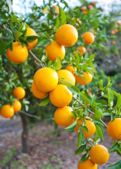 OLL-4 Sweet Orange (Citrus Sinensis ‘OLL-4’)
