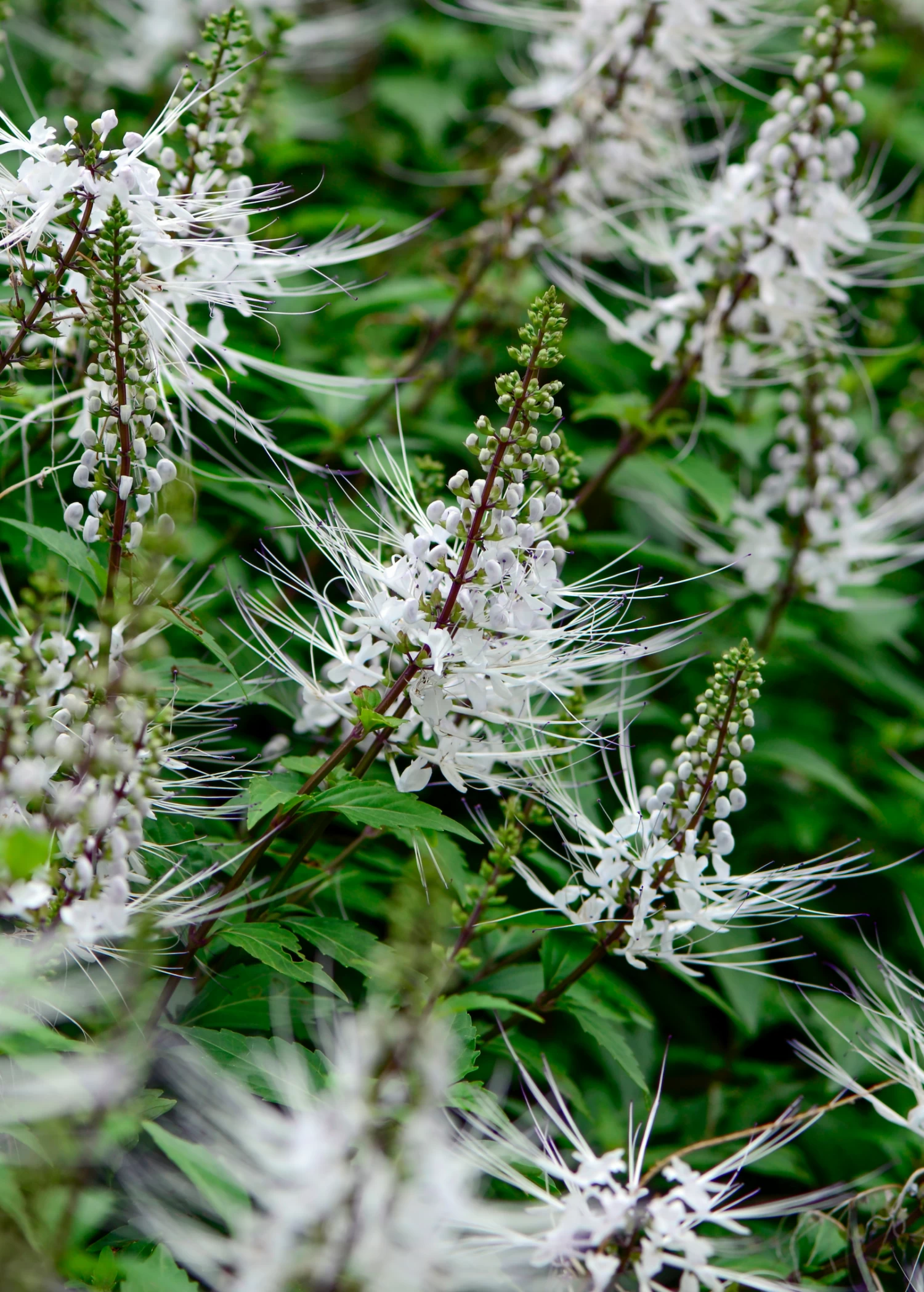 Java Tea (Orthosiphon Stamineus) 3 Java Tea (Orthosiphon Stamineus)