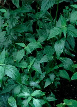 Java Tea (Orthosiphon Stamineus) 7 Java Tea (Orthosiphon Stamineus) -Plant Care Shop Orthosiphon stamineus java tea medicinal herb 3