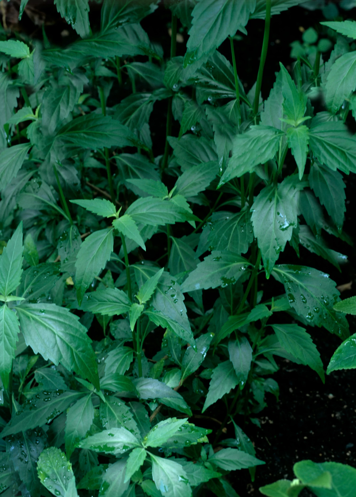 Java Tea (Orthosiphon Stamineus) 5 Java Tea (Orthosiphon Stamineus) - Image 3