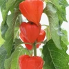 Japanese Lanterns (Physalis Alkekengi) -Plant Care Shop Physalisalkekengijapanesechineselanternsowexoticplantforsale