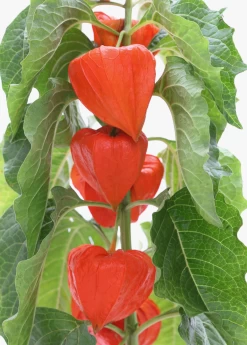 Japanese Lanterns (Physalis Alkekengi)