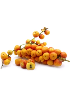 Jelly Palm (Butia Capitata) -Plant Care Shop Pindo Palm fruit white background