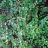 Quail Berry (Crossopetalum Ilicifolium) -Plant Care Shop QuailBerry