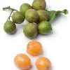 Spanish Lime, Quenepa (Melicoccus Bijugatus) -Plant Care Shop Quenepa Melicoccusbijugatus fruittreeplantforsalesowexoticplantnursery