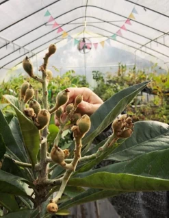 Loquat 'Christmas' (Eriobotrya Japonica) -Plant Care Shop Screenshot 2020 01 14 at 7.14.26 PM