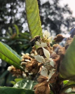 Loquat 'Christmas' (Eriobotrya Japonica) -Plant Care Shop Screenshot 2020 01 14 at 7.20.43 PM