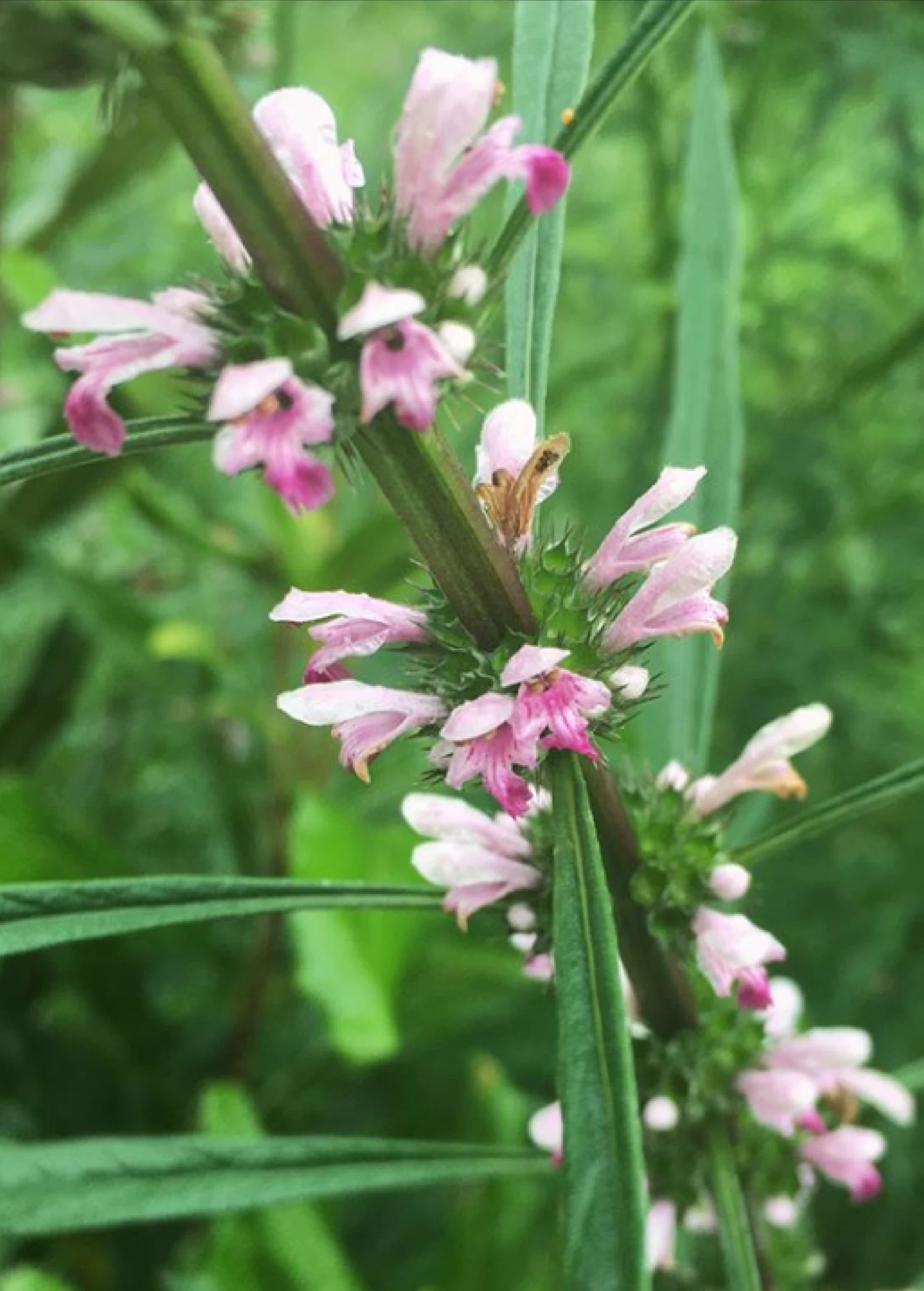 Siberian Motherwort (Leonurus Sibiricus) 4 Siberian Motherwort (Leonurus Sibiricus) - Image 2
