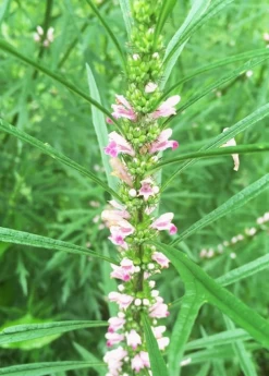 Siberian Motherwort (Leonurus Sibiricus) 8 Siberian Motherwort (Leonurus Sibiricus) -Plant Care Shop Siberian Motherwort Leonurus sibiricus closeup1