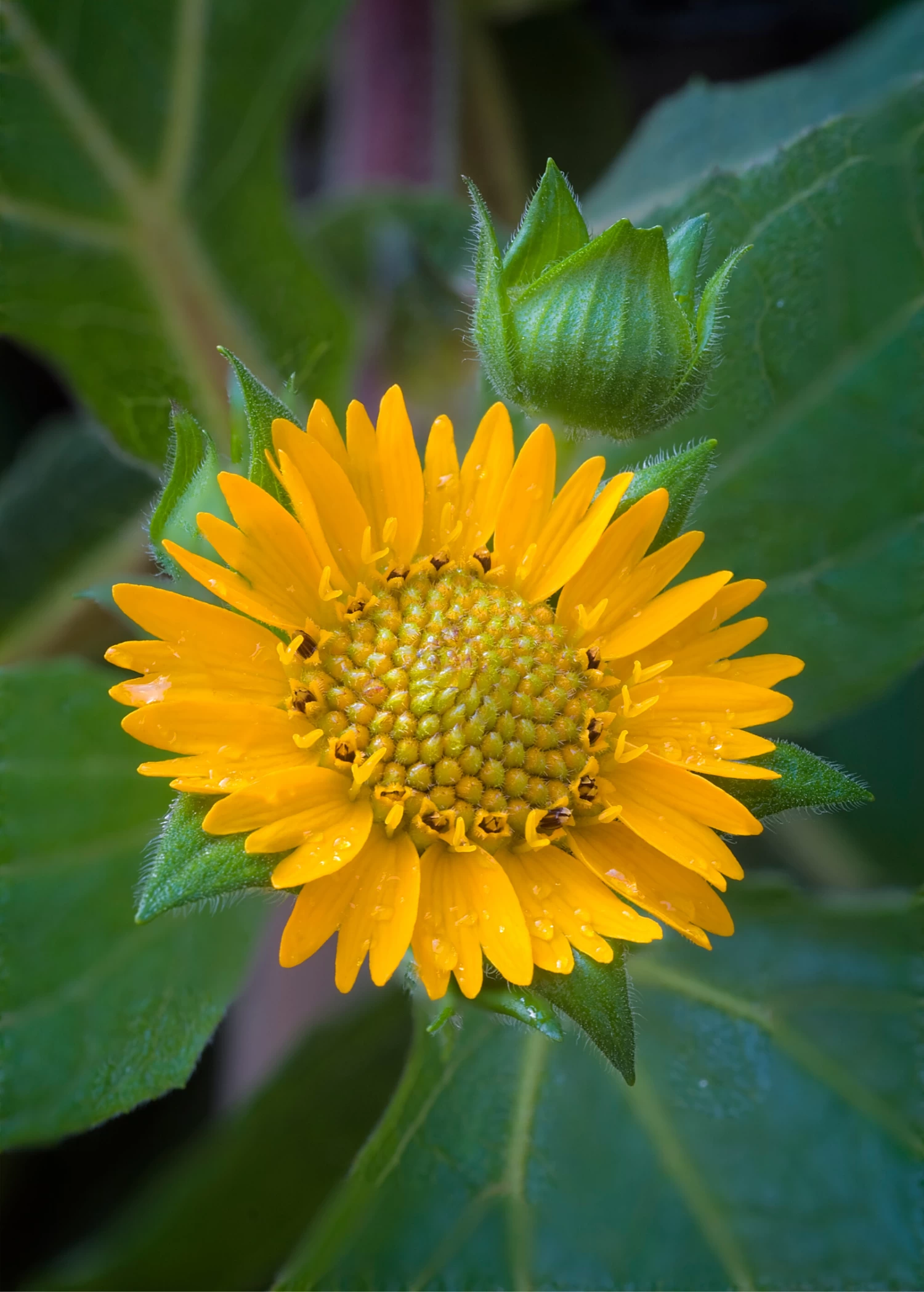 Earth Apple, 'Yellow' (Smallanthus Sonchifolius) 4 Earth Apple, 'Yellow' (Smallanthus Sonchifolius) - Image 2