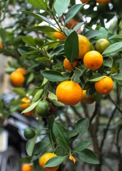 Calamondin (Citrus × Citrofortunella Microcarpa) -Plant Care Shop Sow Exotic Plant Nursery Calamondin