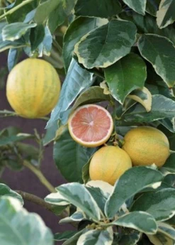 Variegated Pink Lemon (Citrus × Limon) -Plant Care Shop Sow Exotic Plant Nursery Variegated Pink Lemon 1