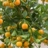 Calamondin (Citrus × Citrofortunella Microcarpa) -Plant Care Shop Sow Exotic Plant Nursery calamondin ebfdd653 2123 441d 91ab 4d5c3b19fcc4
