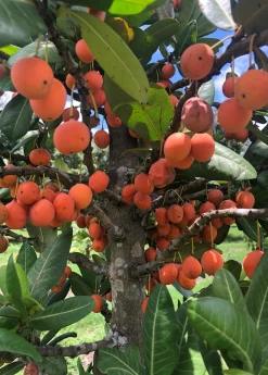 Imbe (Garcinia Livingstonei) -Plant Care Shop Sow Exotic Plant Nursery imbe