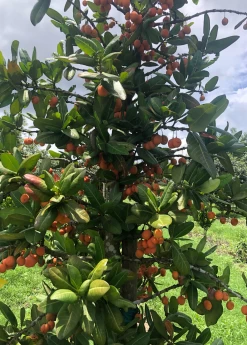 Imbe (Garcinia Livingstonei) -Plant Care Shop Sow Exotic Plant Nursery imbe 1