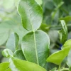Kaffir, Makrut Lime (Citrus Hystrix) -Plant Care Shop Sow Exotic Plant Nursery kaffir lime 1