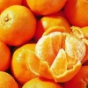Ponkan Mandarin, Chinese Honey Orange (Citrus Poonensis) -Plant Care Shop Sow Exotic Plant Nursery ponkanmandarin