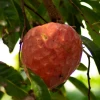 Custard Apple, Red (Annona Reticulata) -Plant Care Shop Sow Exotic Plant Nursery redcustardapple
