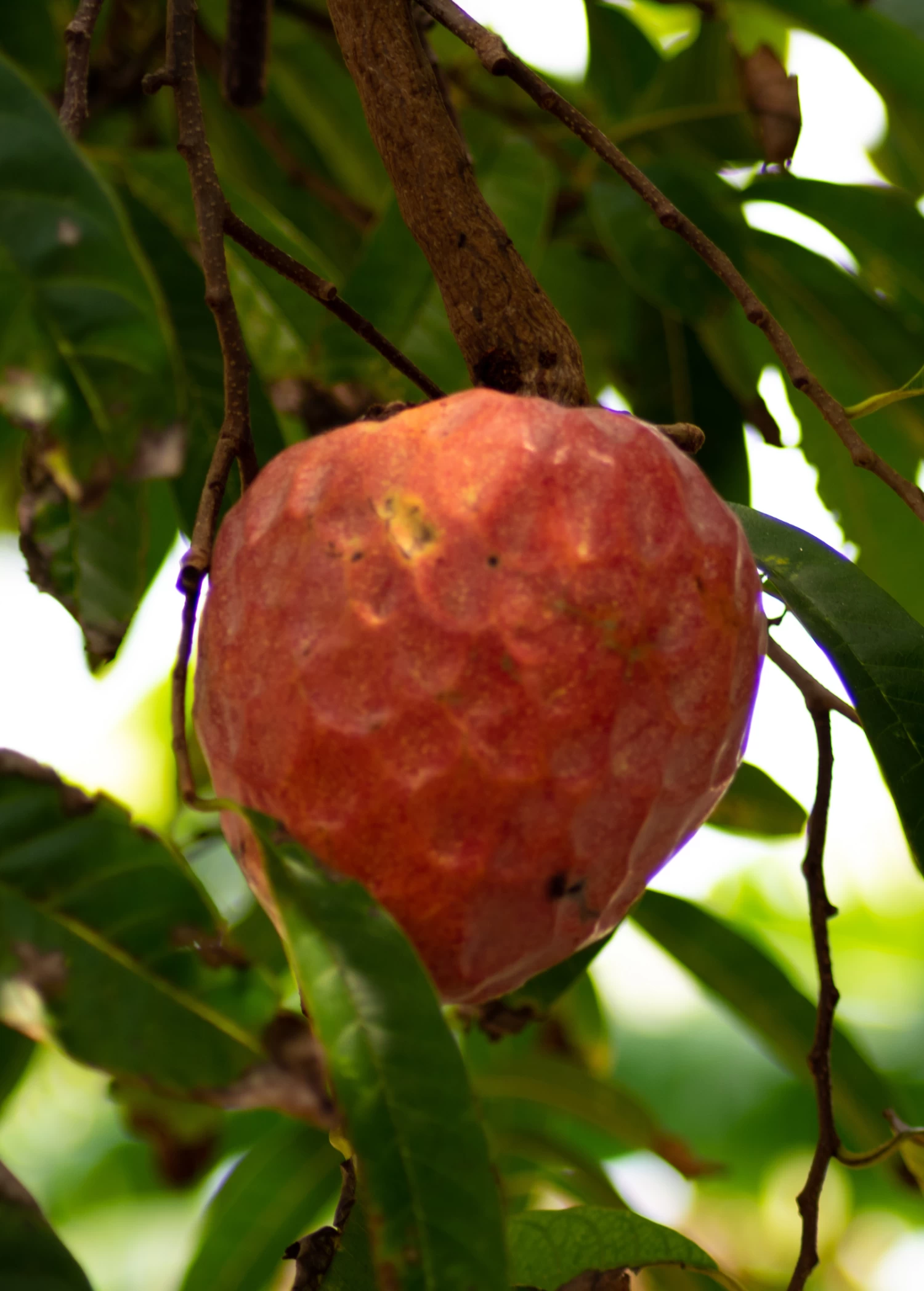 Custard Apple, Red (Annona Reticulata) 3 Custard Apple, Red (Annona Reticulata)