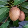 Sapodilla 'Silas Wood' (Manilkara Zapota) -Plant Care Shop Sow Exotic Plant Nursery sapodilla