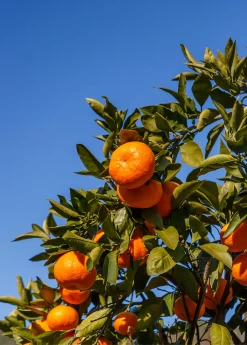 Satsuma Mandarin (Citrus Unshiu) -Plant Care Shop Sow Exotic Plant Nursery satsuma
