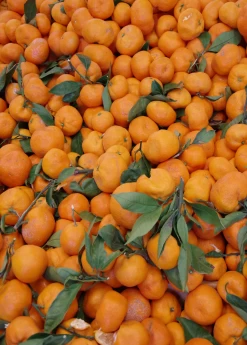Satsuma Mandarin (Citrus Unshiu) -Plant Care Shop Sow Exotic Plant Nursery satsuma 2
