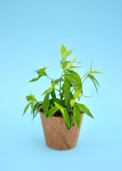 Tilo (Justicia Pectoralis) -Plant Care Shop Sow Exotic Tilo Plant