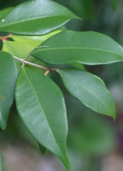 Spice Wood (Myrcia Neopallens, Syn. Calyptranthes Pallens) -Plant Care Shop SpiceWoodNativeFruitTreesforSale SowExotic.com 1