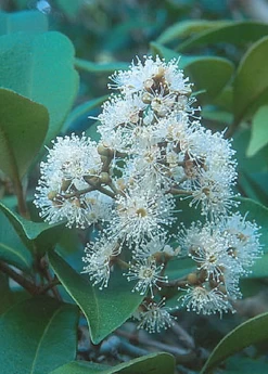 Spice Wood (Myrcia Neopallens, Syn. Calyptranthes Pallens) -Plant Care Shop SpiceWoodNativeFruitTreesforSale SowExotic.com 2