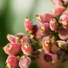 Sumac, Florida Native (Rhus Copallinum) -Plant Care Shop Sumac Fruit
