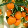 Temple Orange (Citrus Reticulate) -Plant Care Shop TempleOrangeSowExotic
