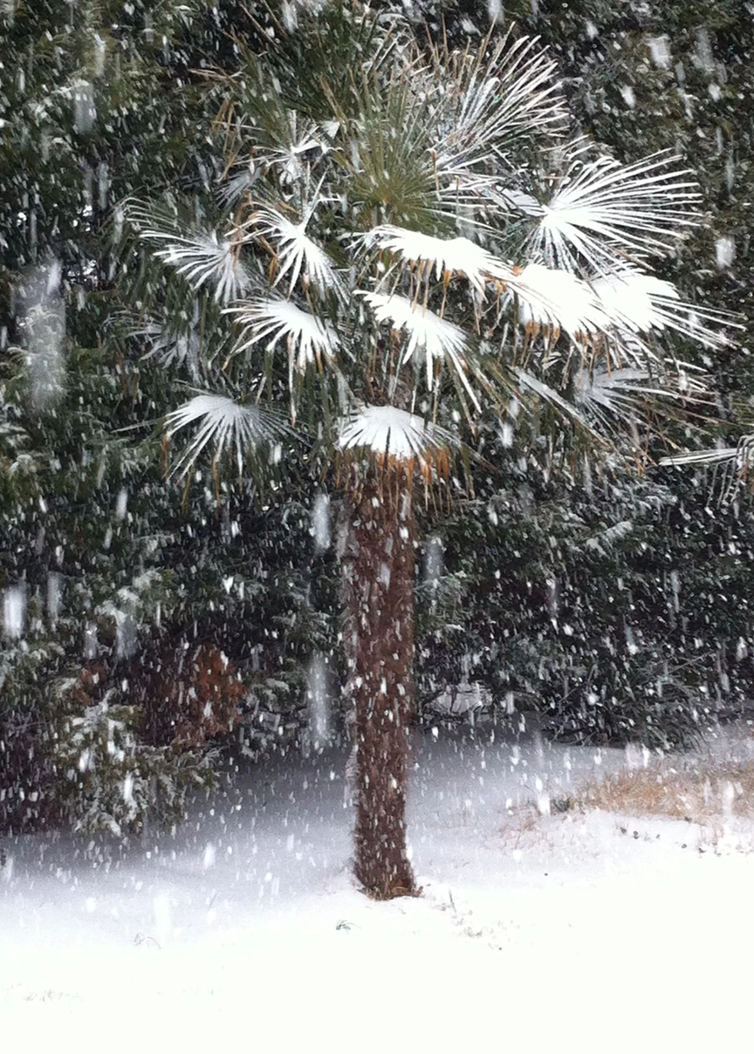 Windmill Palm (Trachycarpus Fortunei) 3 Windmill Palm (Trachycarpus Fortunei)