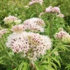 Valerian Root (Valeriana Officinalis) -Plant Care Shop Valeriana officinalis valerian root herb plant for sale sow exotic1 1