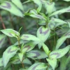 Vietnamese Coriander (Persicaria Odorata) -Plant Care Shop VietnameseCorianderProductPhoto